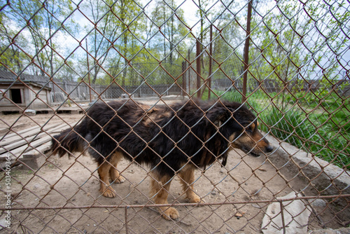 Shelter of dogs from different breeds. photo