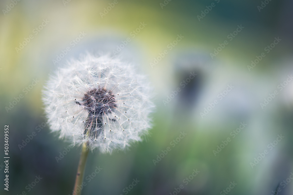 Fluffy dandelion closeup over green background. Macrophotography of dandelion seeds.