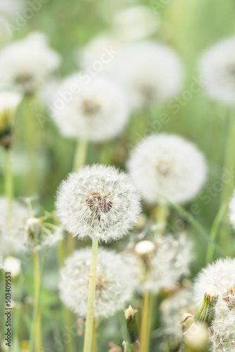 Many white fluffy dandelions outdoors. Dandelions field wallpaper.