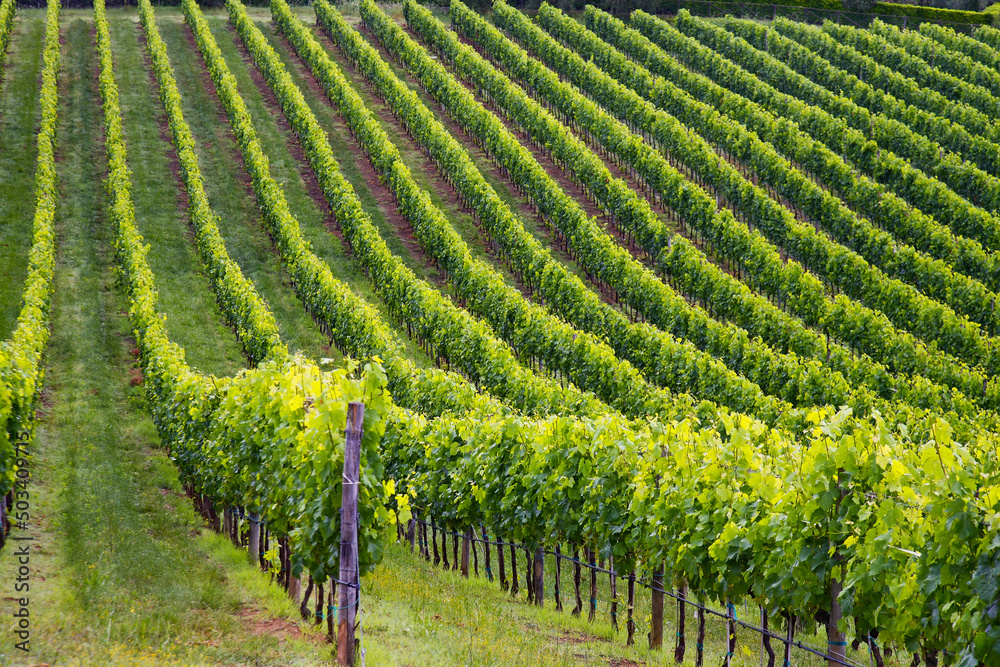 Obraz premium Chianti, panorami di colline coltivate a vigneto