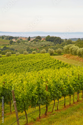 Fototapeta Naklejka Na Ścianę i Meble -  Chianti, panorami di colline coltivate a vigneto