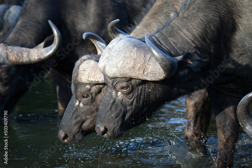 African wildelife safari. photo