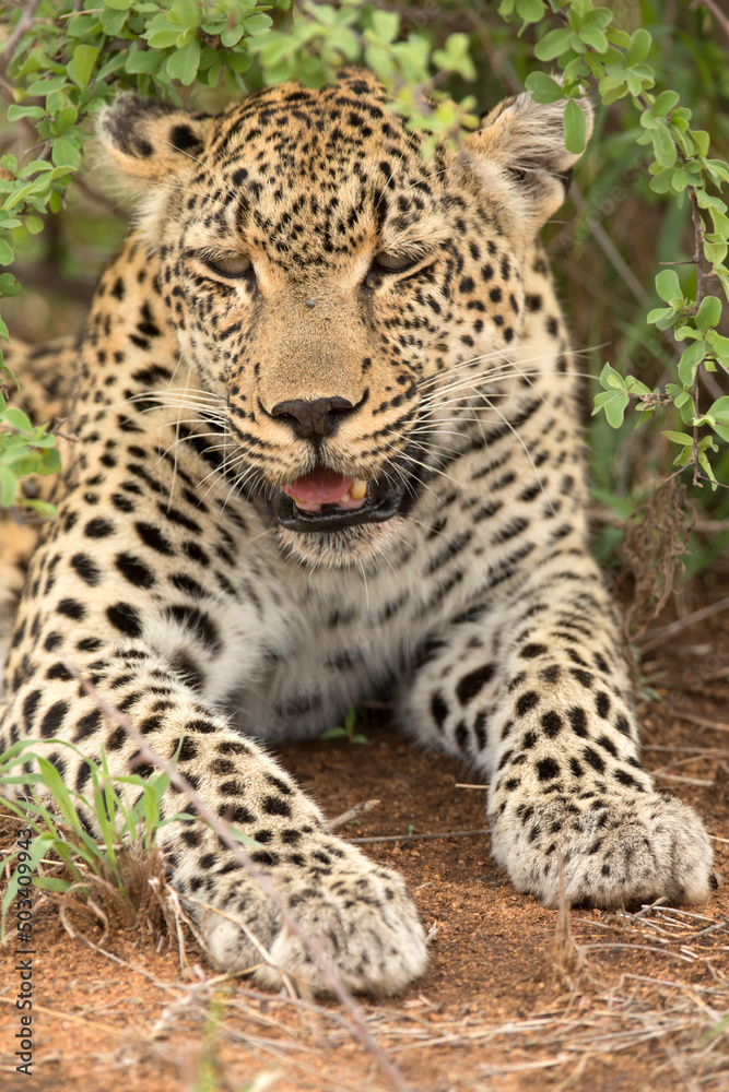 African wildelife safari. African wildelife safari.
