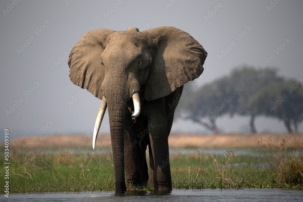 African wildelife safari. African wildelife safari.