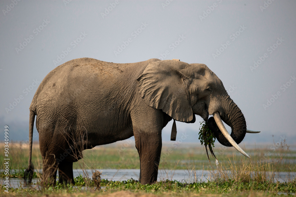 Fototapeta premium African wildelife safari.