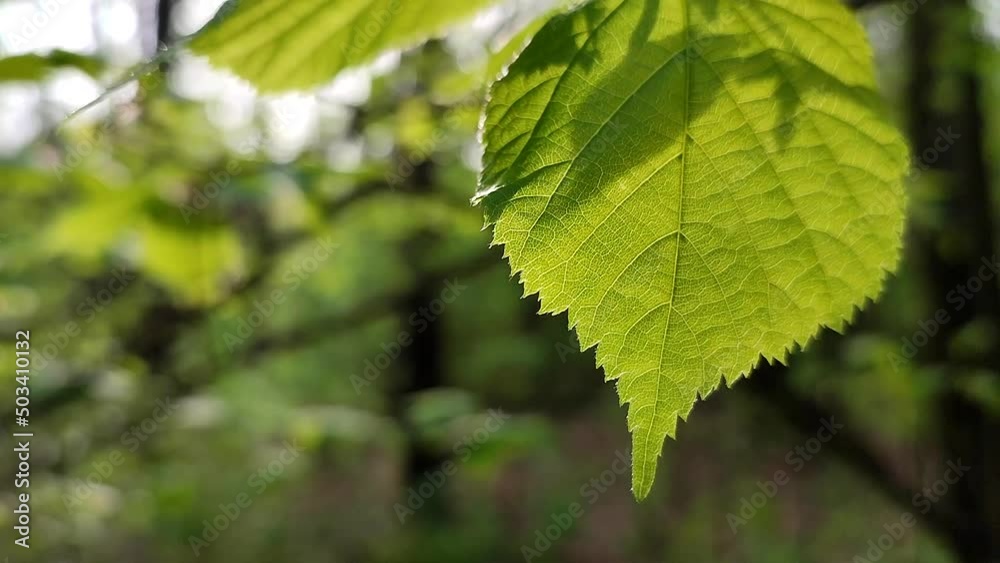 Fresh bright green leaf shines through in the rays of the sun on a branch tree in the forest on a spring day close-up. Wildlife, nature, plants. Sunny morning. Beautiful natural background template. Fresh bright green leaf shines through in the rays of the sun on a branch tree in the forest on a spring day close-up. Wildlife, nature, plants. Sunny morning. Beautiful natural background template.