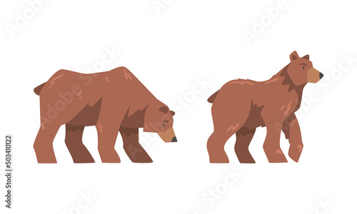 Brown Bear as Large Wild Terrestrial Carnivore Mammal with Thick Fur Standing Vector Set