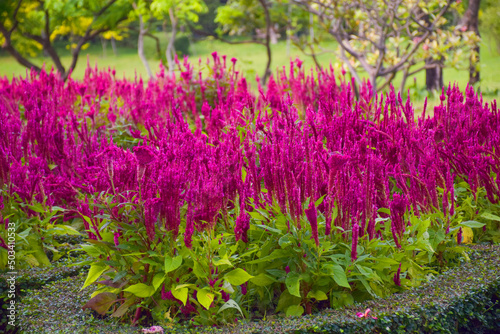  Pink cockscomb flowers bloom in Chatuchak Park  Bangkok  Thailand