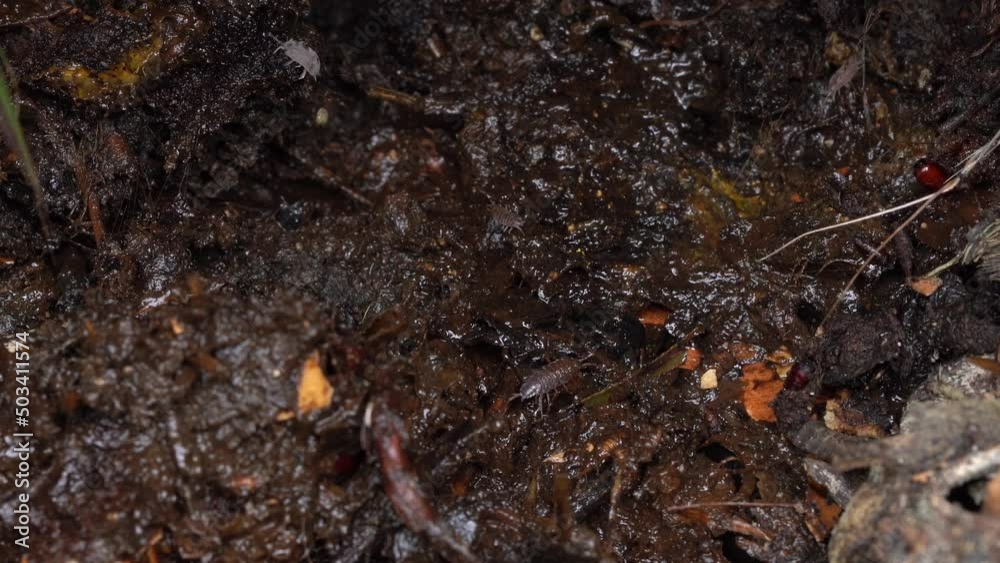 Static View Of Multiple Pill Bugs In Compost. Static View Of Multiple Pill Bugs In Compost.
