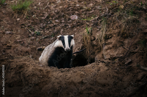 Fototapeta Naklejka Na Ścianę i Meble -  Wild Badger sitting next to his cave in the forest.