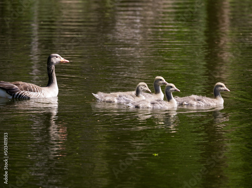 Geese duckling family swimming in brown lake