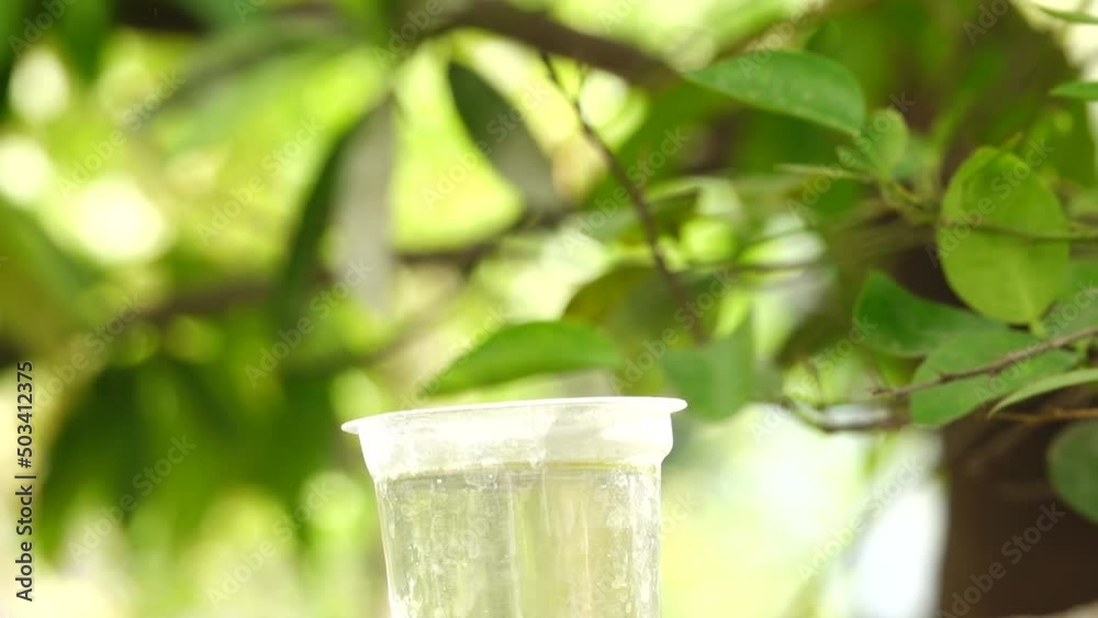 sharp nosed Bird Drinking water in a Disposable Plastic Glass and fly Away sharp nosed Bird Drinking water in a Disposable Plastic Glass and fly Away