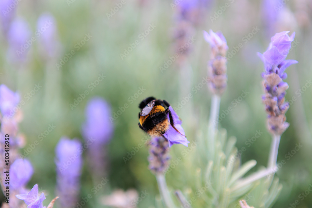 Bumblebee on a violet lavender Bumblebee on a violet lavender