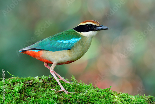 Small and brightly colored species bird in pittidae family,Fairy pitta (Nympha) showing up in Bangkok City Garden during migratory trip photo