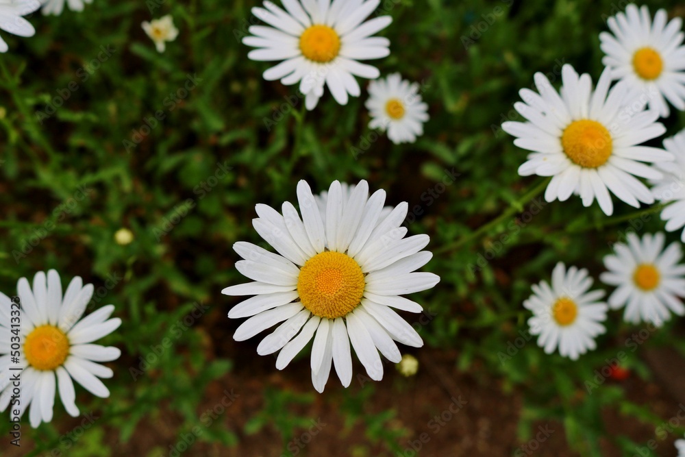 可憐に咲く白い花　マーガレット　春の日　古河公園