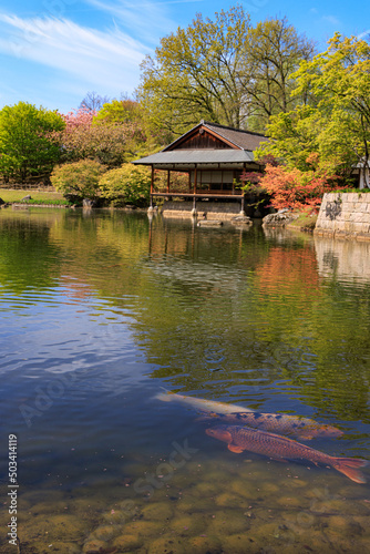 koi carps in Japanese garden in Hasselt Flemisch region in Belgium