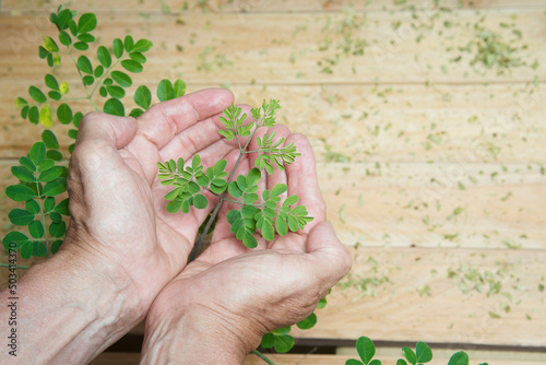 Moringa branch held by a person's hands on wooden background