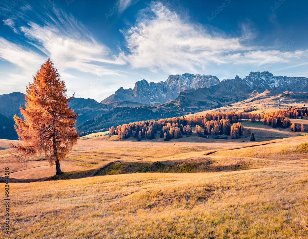 Lonly orange larch tree on the Alpine meadow. Adorable autumn view of Alpe di Siusi mountain plateau. Exciting morning scene of Dolomite Alps, Ortisei locattion, Italy. Traveling concept background..