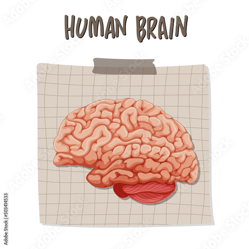 Human internal organ with brain