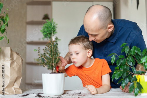 Father with son transplanting Christmas tree together at home