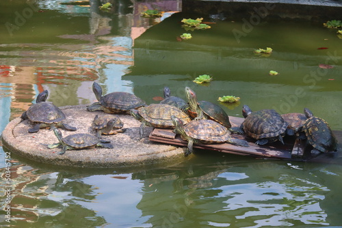 Slika na platnu Tortoises lazing in the water catching a suntan