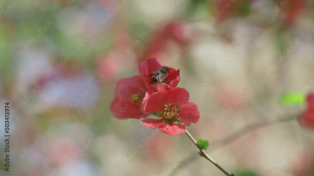 Bee Collecting Nectar From Japanese Quince Flower, Pollinating In Turn, Slow Motion Bee Collecting Nectar From Japanese Quince Flower, Pollinating In Turn, Slow Motion