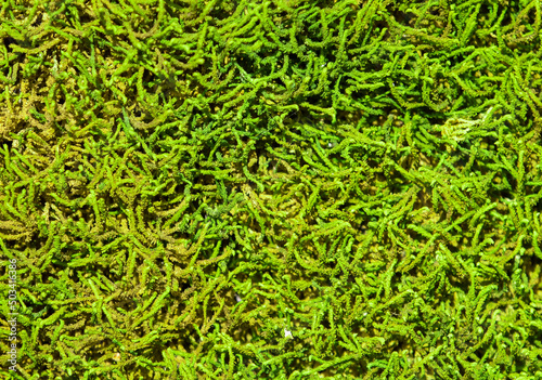 a macro with green tree moss