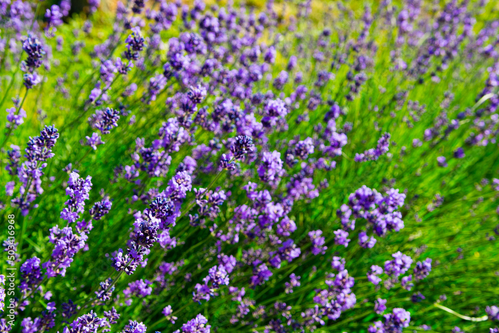 Obraz premium purple lavender flowers