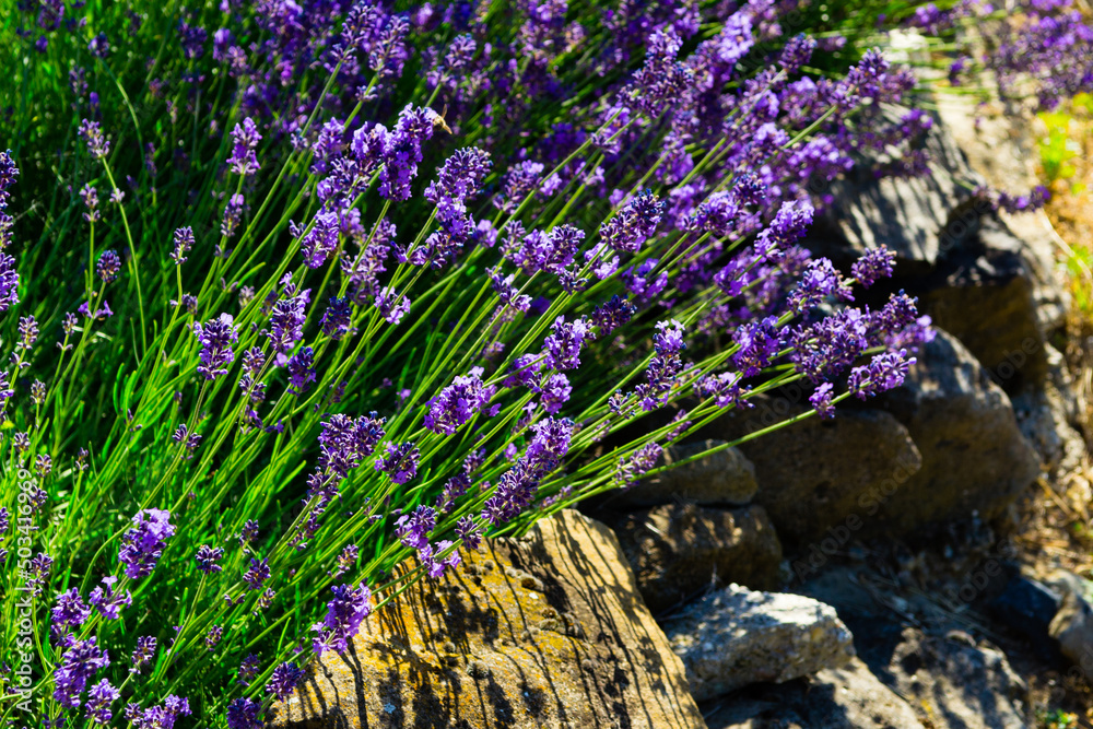 Obraz premium purple lavender flowers with stones