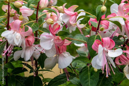 fuchsia annabel photo