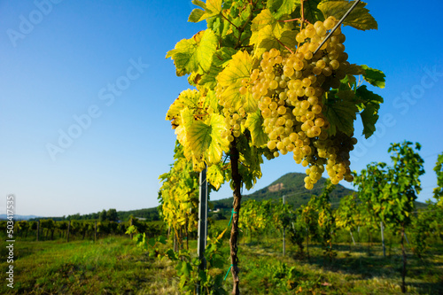 ripe white grape on vine plant at vinery, sunset, Gulacs hill at background photo