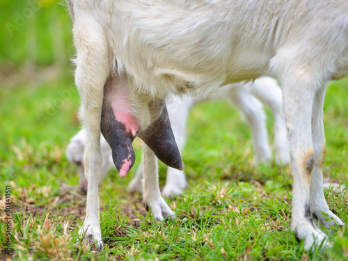 Close-up udder of a dairy goat in white color photo