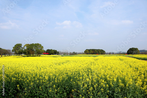 rapeseed field in spring © anna
