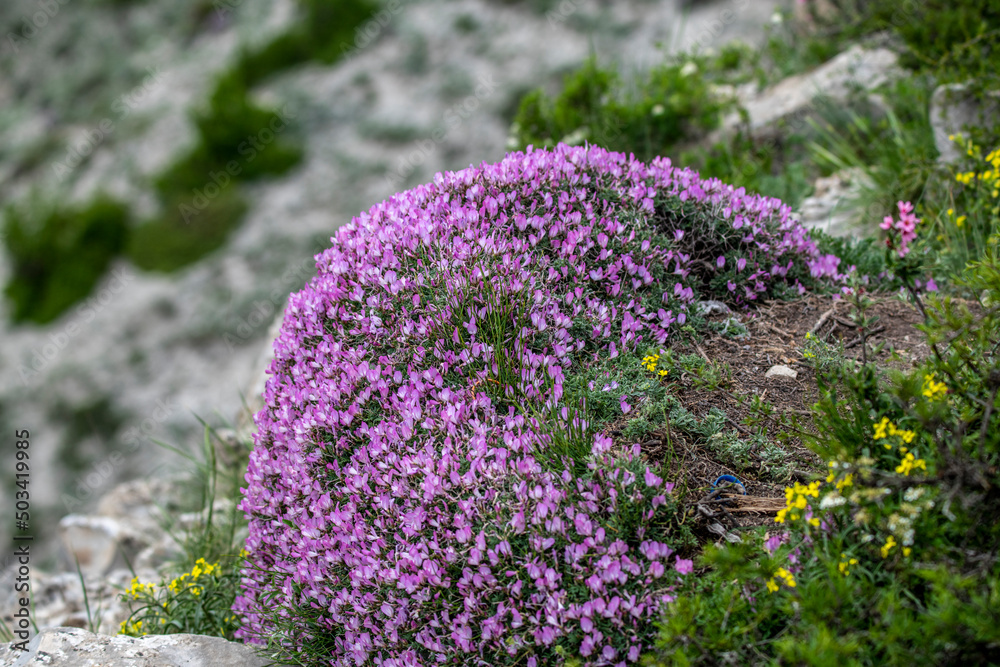 Obraz premium mountain plants and flowering branches after rain in the mountains