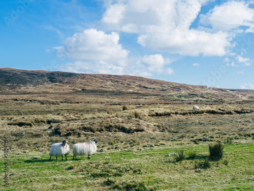 sheep grazing in the fields of Ireland
