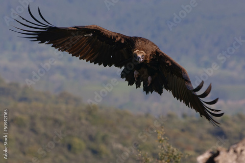 Cinereous Vulture (Aegypius monachus) flying
