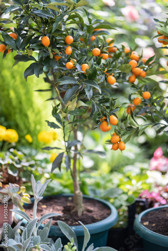 Miniature citrus kumquat trees with fruits in pot and other flowers for sale in garden shop. Fortunella margarita, mandarin trees. Citrus plants for interior. Outdoor floral shop, gardening concept. 