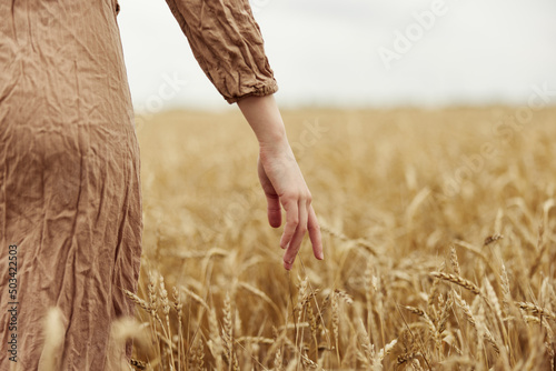 touching golden wheat field spikelets of wheat harvesting organic harvest