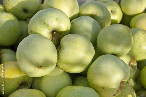 Ripe apples of the Antonovka variety close-up