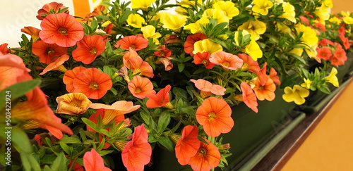 Yellow and orange petunia or calibrachoa flowers. Panorama. photo