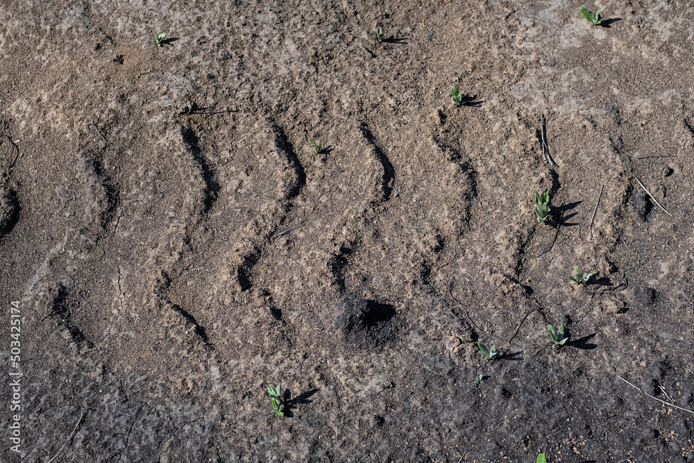 Tire tracks protector on dirt. Wheel's trail tread, close up. Tire tracks protector on dirt. Wheel's trail tread, close up.