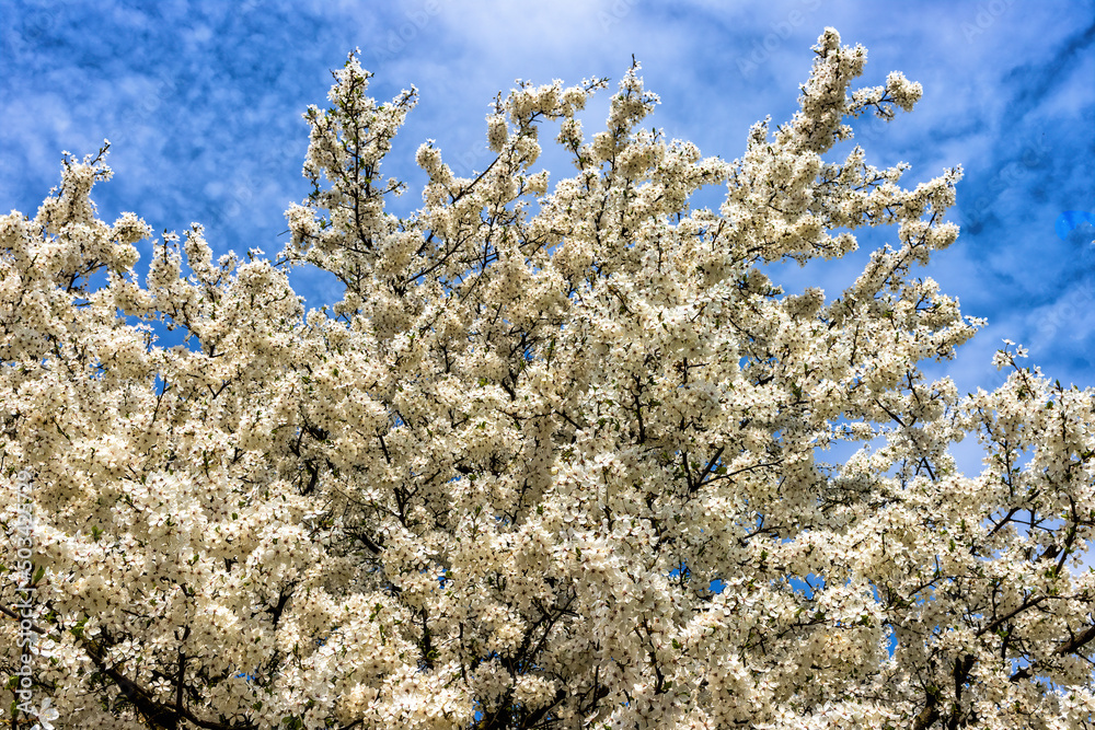 White plums bloom in early spring against the backdrop of the sky White plums bloom in early spring against the backdrop of the sky