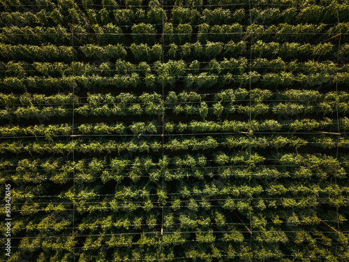 Hops being grown on a field photo