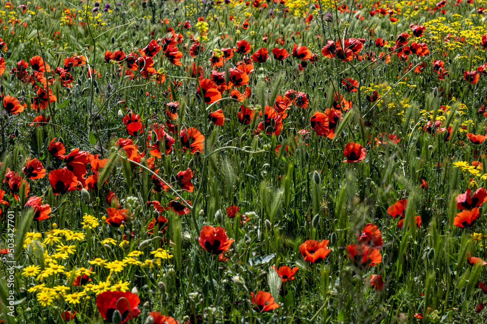 spring bright red poppies on a juicy green background on a sunny day