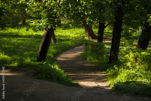 Sunny footpath in fresh green park or forest in sunny summer day. Summer park landscape. Beautiful serenity summer weekend on nature for recreation and relaxation. photo