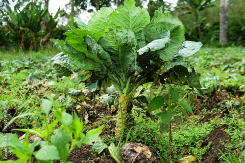 Cabbage plants in the garden after harvest