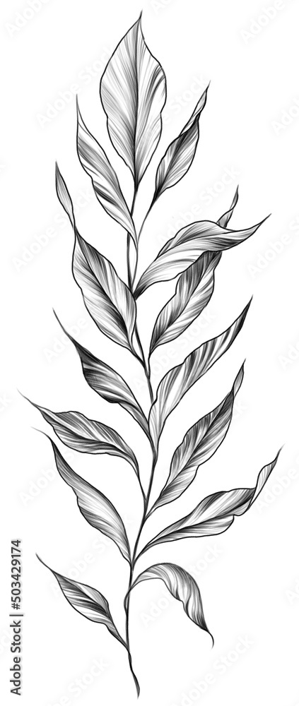 Pencil style drawith of a branch with leaves illustration