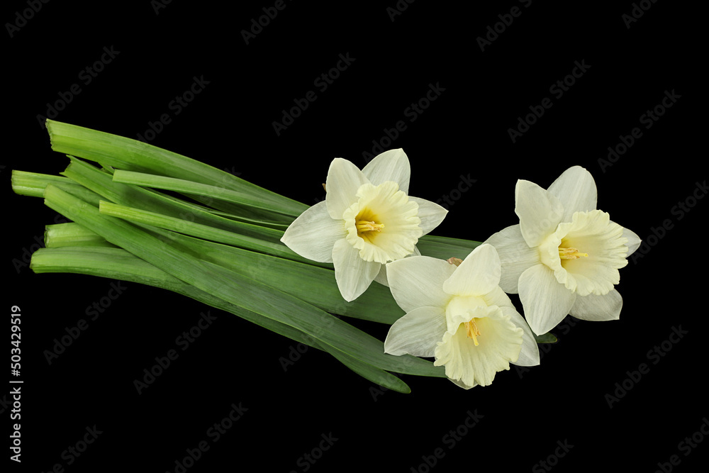 Narcissus flower on black Narcissus flower on black