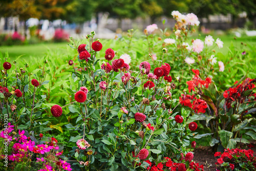 Dahlias blooming in garden or Tuileries  Paris  France