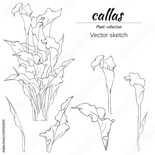 Set of calla lilies ink contour drawing, vector black and white sketch